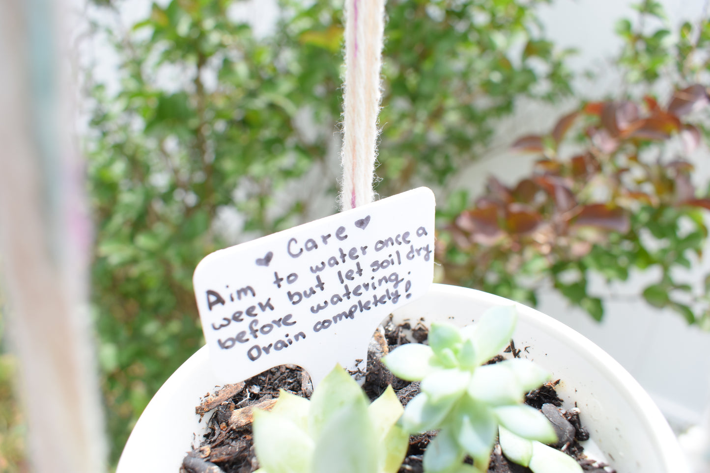 Periwinkle - Crochet Planter